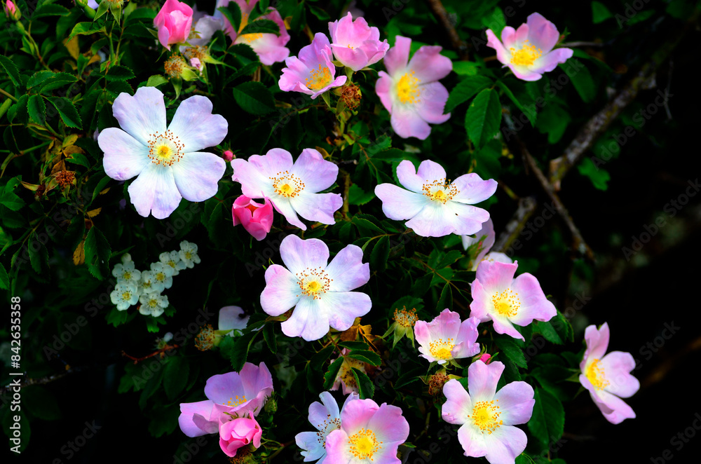 Sticker dog rose (rosa canina) in flower