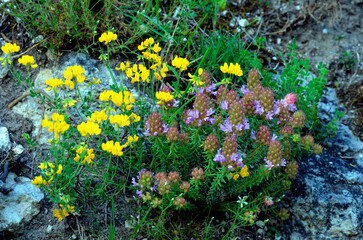 Coris monspeliensis and Lotus corniculatus on a calcareous soil