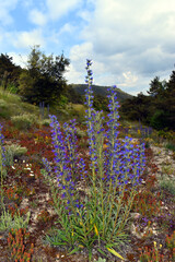 The viper's bugloss (Echium vulgare) and other species on a loamy soil