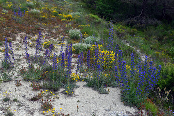 The viper's bugloss (Echium vulgare, in blue) and Lotus corniculatus (yellow) growing in loamy soil