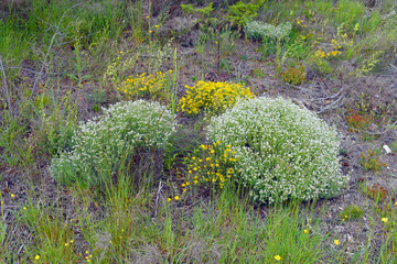 Dorycnium pentaphyllum (white) and Lotus corniculatus (yellow) on a loamy soil