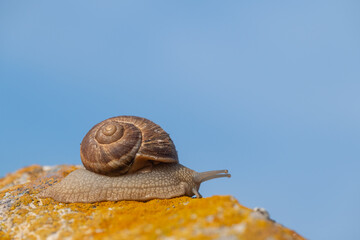 A snail on a lichen rock. Sky background..