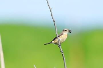虫を捕まえたノビタキ
