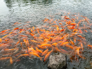 lots of yellow, white and black goldfish and tilapia gather to look for food in the pond