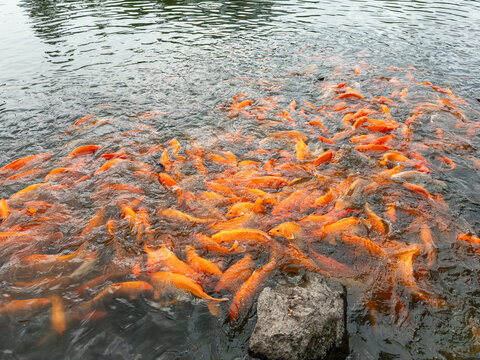 lots of yellow, white and black goldfish and tilapia gather to look for food in the pond