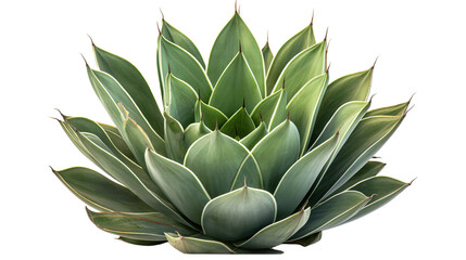 Fototapeta premium Bush Agave plants in the humid tropics on transparent background and clipping path.