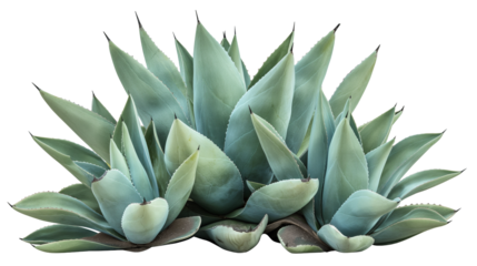 Agave plants on transparent background.