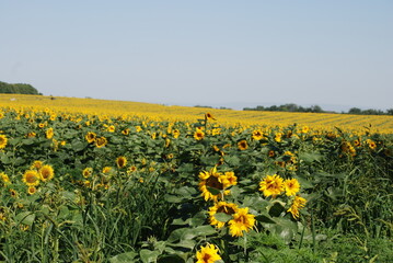 A field of sunflowers. A summer day in the countryside. Under a clear, bright sky, there is a wide field of tall sunflowers. The flowers have a thick stem and a wide flower with yellow petals.