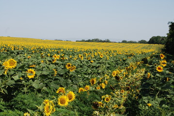 Fototapeta premium A field of sunflowers. A summer day in the countryside. Under a clear, bright sky, there is a wide field of tall sunflowers. The flowers have a thick stem and a wide flower with yellow petals.