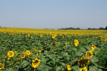 A field of sunflowers. A summer day in the countryside. Under a clear, bright sky, there is a wide field of tall sunflowers. The flowers have a thick stem and a wide flower with yellow petals.
