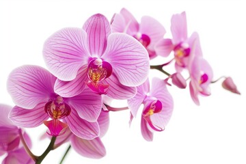 Orchid photo on white isolated background