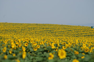 Fototapeta premium A field of sunflowers. A summer day in the countryside. Under a clear, bright sky, there is a wide field of tall sunflowers. The flowers have a thick stem and a wide flower with yellow petals.