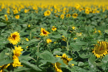 Sunflowers grow in a field. Large flowers with a thick long stem, wide green leaves grew in a field. They have a wide inflorescence with yellow petals on the edges and seeds in the middle.
