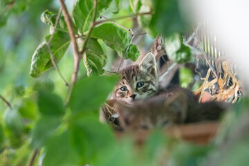 Cute stray kitten hidden among the plants.