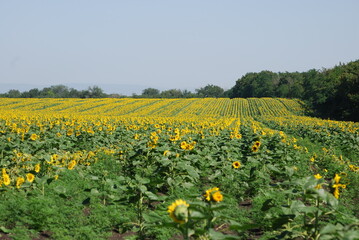 A field of sunflowers. A summer day in the countryside. Under a clear, bright sky, there is a wide field of tall sunflowers. The flowers have a thick stem and a wide flower with yellow petals.