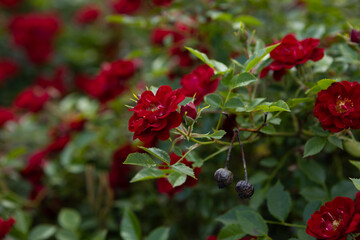 Red rosa flowers in a flowerbed summer nature green background