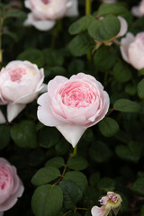 Blooming pink rose on green background