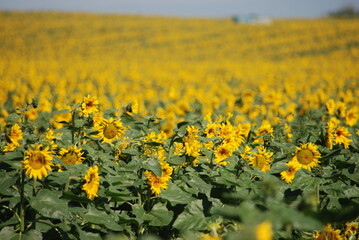 A field of sunflowers. A summer day in the countryside. Under a clear, bright sky, there is a wide field of tall sunflowers. The flowers have a thick stem and a wide flower with yellow petals.
