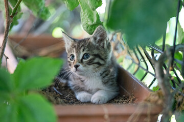 Cute stray kitten lying in a flower pot.