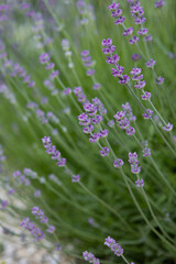 fragrant lavender flowers bush in a flowerbed