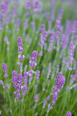 close up of fragrant lavender flowers bush in a flowerbed summer naure