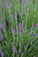 Fragrant lavender flowers in a flowerbed summer nature outdoor