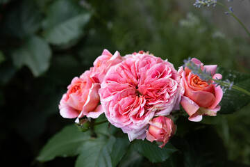 Close up of bunch pink rosa flowers in a flowerbed summer nature green
