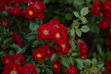 Close up of  red rosa flowers in a flowerbed summer nature green background