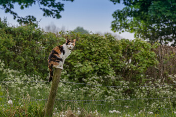 A young cat perched on a wooden post hunting in the countryside. looking at the camera