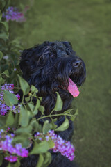 black Russian terrier in the spring in the park with a bouquet of lilac flowers