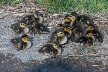 13 Mallard Duck Chicks sitting and waiting on a concrete bank