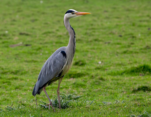 Heron standing in a field looking right