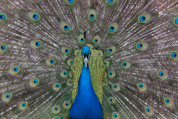 A head shot Photo of a Peacock displaying the tail feathers