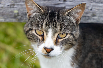 close up portrait of a cat