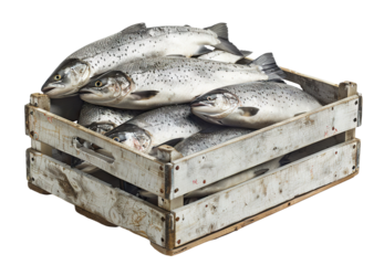 Freshly caught fish packed in a wooden crate, cut out