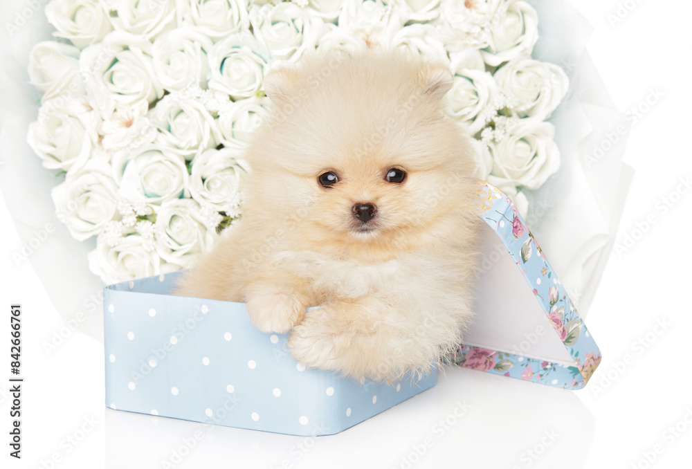 Wall mural Cream Pomeranian Spitz Puppy Emerging from Box with White Roses