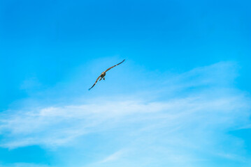 A bird is flying in the sky above a blue sky. The sky is clear and blue with no clouds in sight