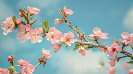 Flowering branch of peach with a backdrop of blue sky