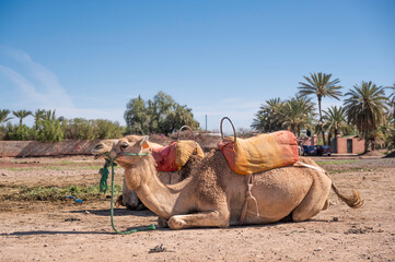 Resting Camels on dusty land,  in the Agafay desert, just outside Marrakech, Morocco, north Africa