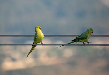 green parrot picture birds on wire