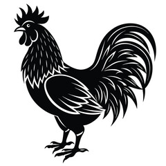 rooster isolated