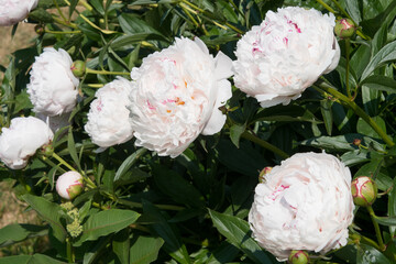 A group of Peony flowers growing in front of a house in New York