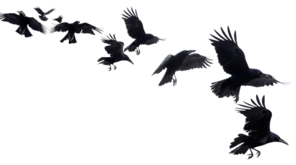 Crows and other black birds in flight, forming a flock against a transparent PNG background.