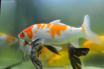 Cute carf fish swimming in a fish tank.