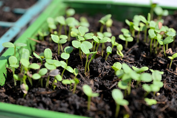 seedlings in a greenhouse