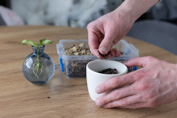 Man preparing pot with soil for sprout with long roots. Potting flowers at home.