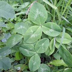 close up of clover fresh green leaves photo image 