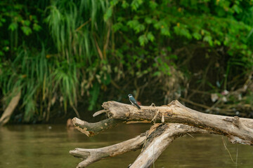 Vogel im Regenwald