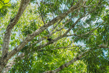 Tucan