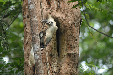Fototapeta premium White-crowned hornbill Hornbill in thailand